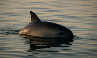 На грани вымирания: в дикой природе осталось всего 10 вакит — данные WDC
