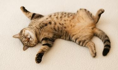 Растение, перед которым кошки теряют волю: тайна кошачьей мяты