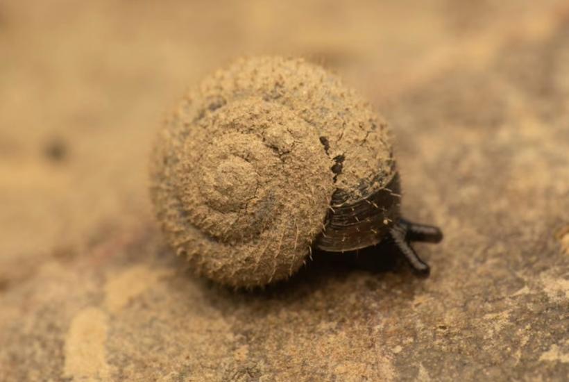 Немецкие волосатые моллюски