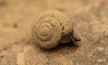 Моллюск возрастом 507 лет погиб при исследовании — данные Бангорского университета