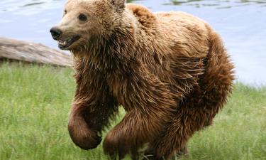 Опасный трофей: охота в Игринском районе Удмуртии закончилась тревожной находкой