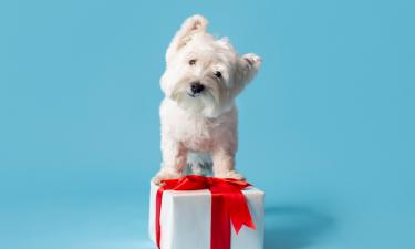 Пропуск прививок у щенков и котят ведёт к риску тяжёлых инфекций — ветеринары