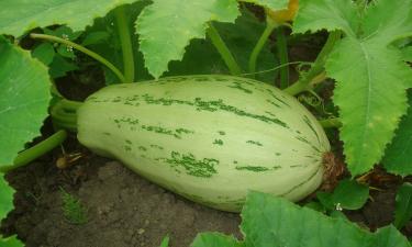 Раствор йода и мочевины стимулирует плодоношение кабачков в сентябре
