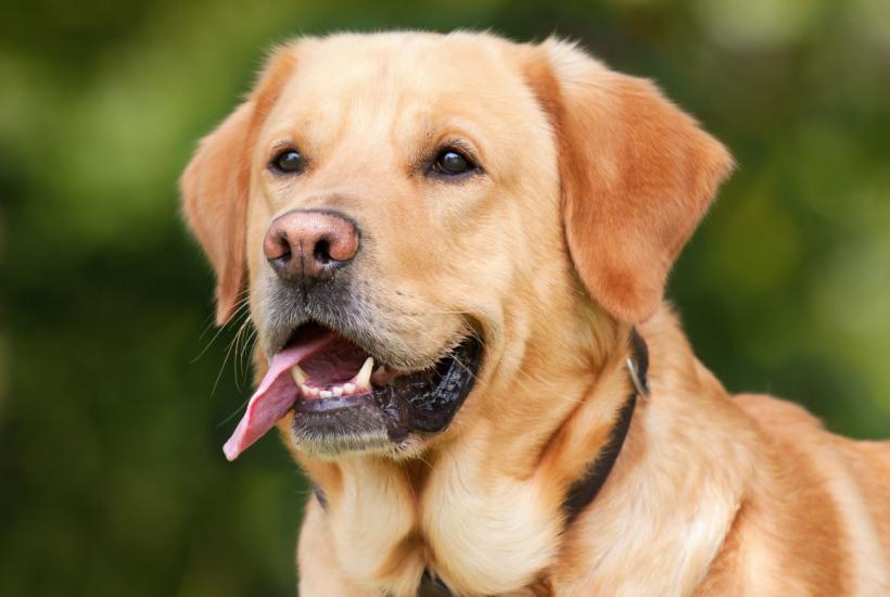 Счастливый лабрадор