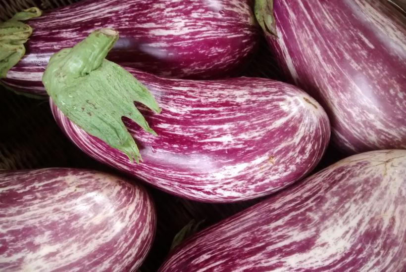 Eggplants in Carrboro