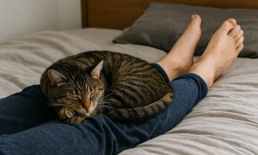 Сон кошки в ногах связан с инстинктами и доверием