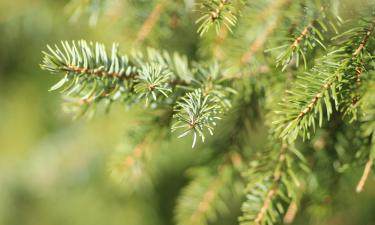 Хвоя помогает улучшить почву и защищает растения от болезней — "Антонов Сад"