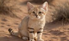 Существо, что пьёт кровь вместо воды: пустыня выковала хищника, нарушающего все правила выживания