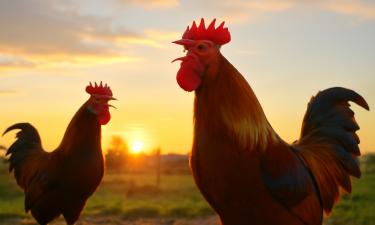 Петух — не декорация: зачем его держат, если куры и без него несутся