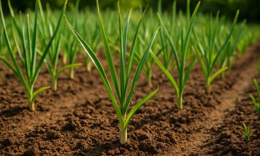 После чеснока в июле можно посадить редьку, укроп и сидераты