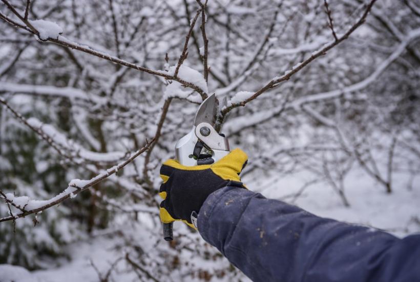 Обрезка веток зимой
