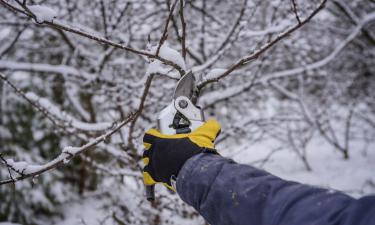 Снег подгребают к приствольным кругам для защиты корней
