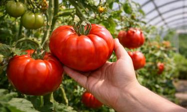 Современные биф-томаты не склонны к растрескиванию плодов