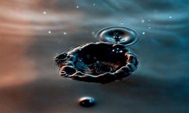 Морских свиней заметили в одной из европейских рек