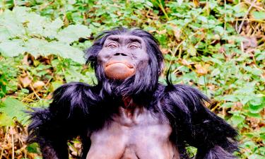 Анализ стопы показал подвижный большой палец и древесный образ жизни — Fanpage