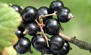 Сладкий десерт прямо с ветки: три секретных шага заставляют мелкие ягоды вырастать до величины монет