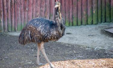 Казуар признан самой опасной птицей планеты по версии Книги рекордов Гиннесса