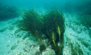 Индонезия стала вторым в мире производителем морских водорослей — СPG