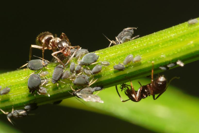 Тля и муравьи