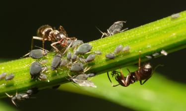 Муравьи жертвуют индивидуальной защитой ради численности — Science Advances
