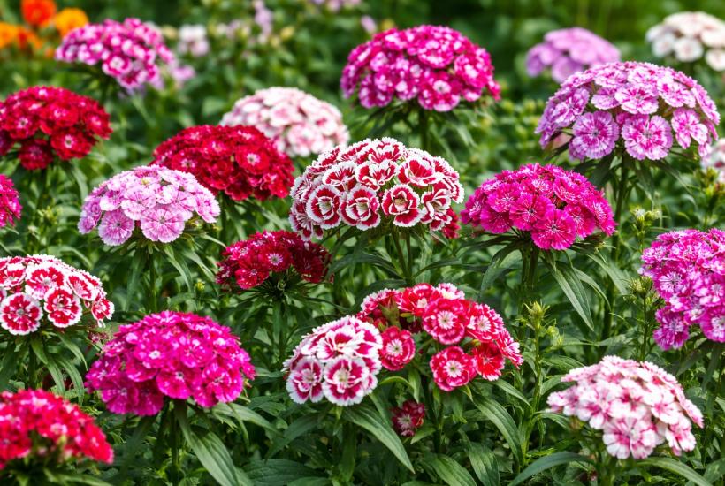 Турецкая гвоздика в саду