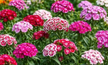 Турецкую гвоздику сажают летом для цветения на второй год