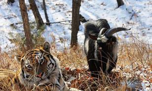 Козел Тимур обрадовался, увидев тигра Амура за решеткой. Видео