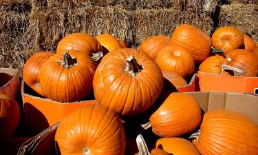 Удаление нижних листьев помогает тыкве формировать крупные плоды