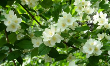 Капский жасмин быстро сбрасывает бутоны на жаре —  садовод Суни Бустинца