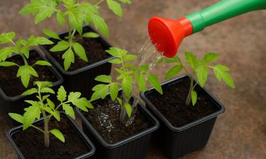 Йод и молоко укрепляют рассаду томатов на ранней стадии роста