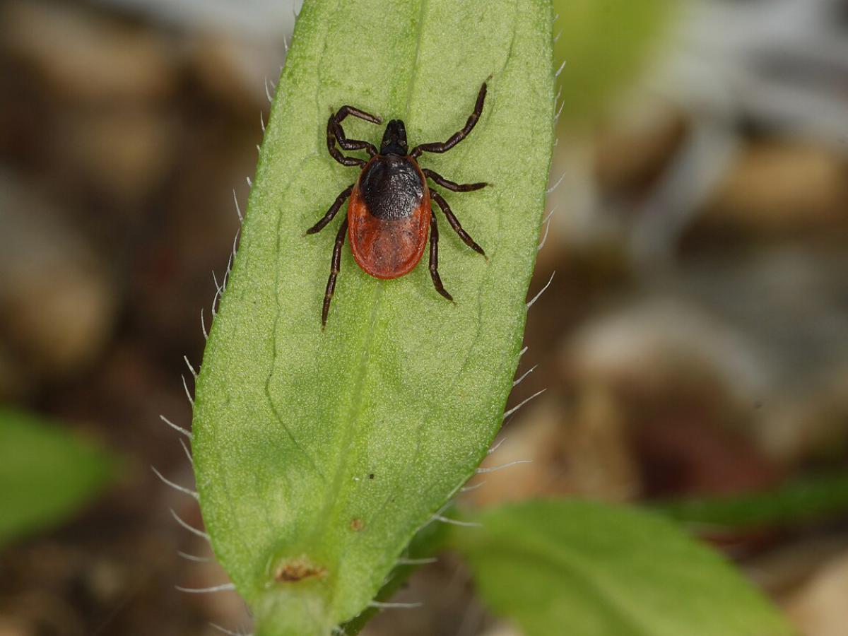 Клещи активизировались: почему именно в мае нужно быть начеку