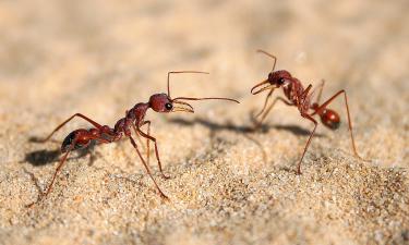 Муравьи из Европы добрались до Алтая — их не ждали, но они уже здесь