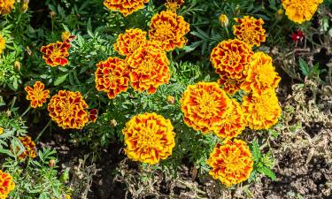 Цветок бархатец отпугивает тлю, белокрылку и колорадского жука