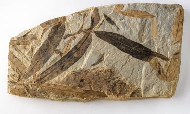 Искал, искал и наконец-то нашёл: как одна мошка из Австралии переписала историю эволюции