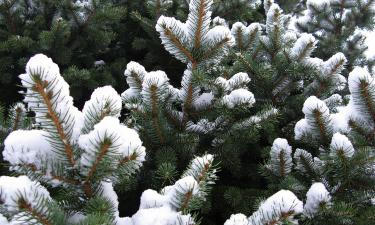 В преддверии Нового года эксперт Дмитрий Бондарь предостерегает от покупки ёлки с рук