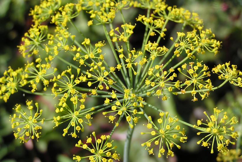 Укроп Anethum graveolens