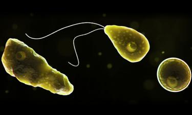 На Крите нашли бактерии, убивающие личинок комаров за три дня