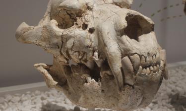 Гиена весом с амурского тигра: челюсти, которые раскрывают тайну самых страшных хищников Кавказа