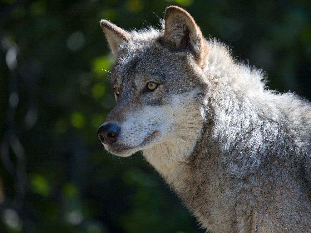 Древние люди держали волков на этом острове  версии учёных