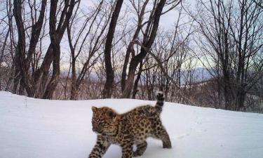 В Приморье зафиксировали первые шаги детёныша леопарда