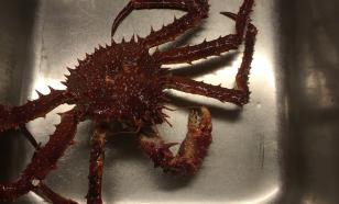 На Сахалине у браконьера изъяли почти 450 кг камчатского краба