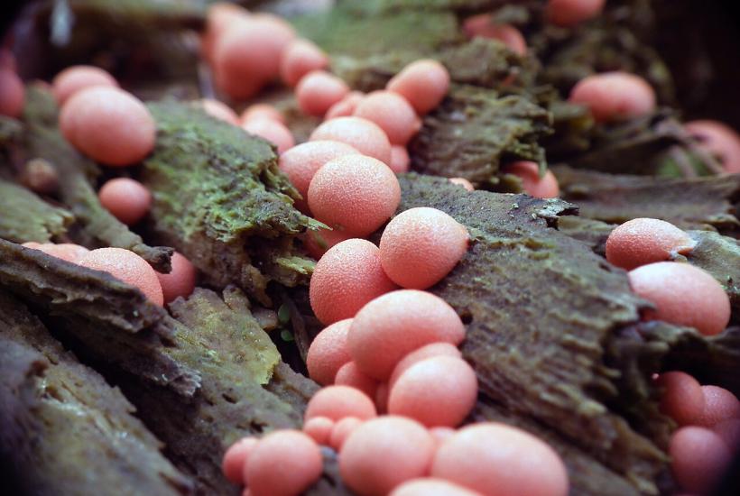 древний гриб убийца