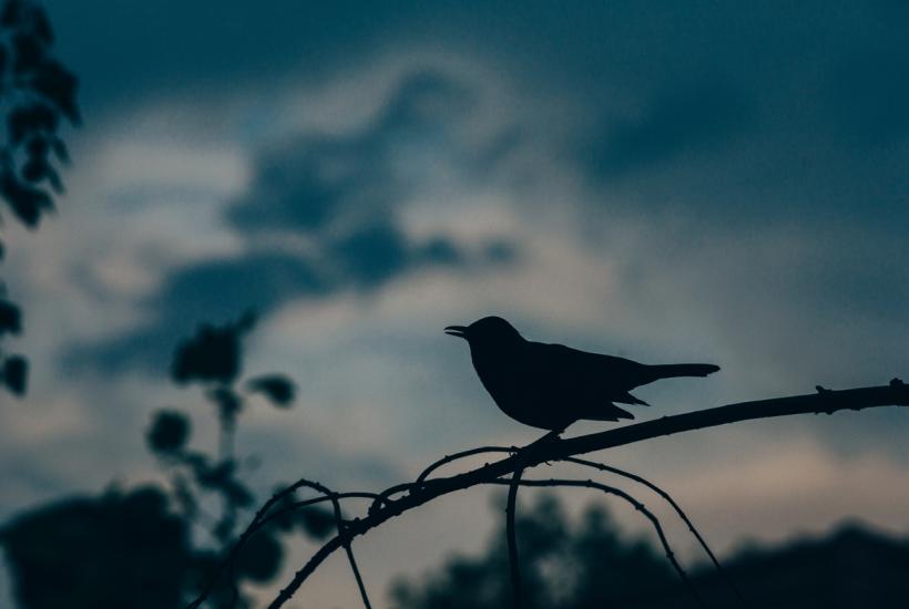 Птица на ветке