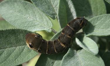 Личинки и куколки используют разные дыхательные сегменты для звуковой защиты — Earth