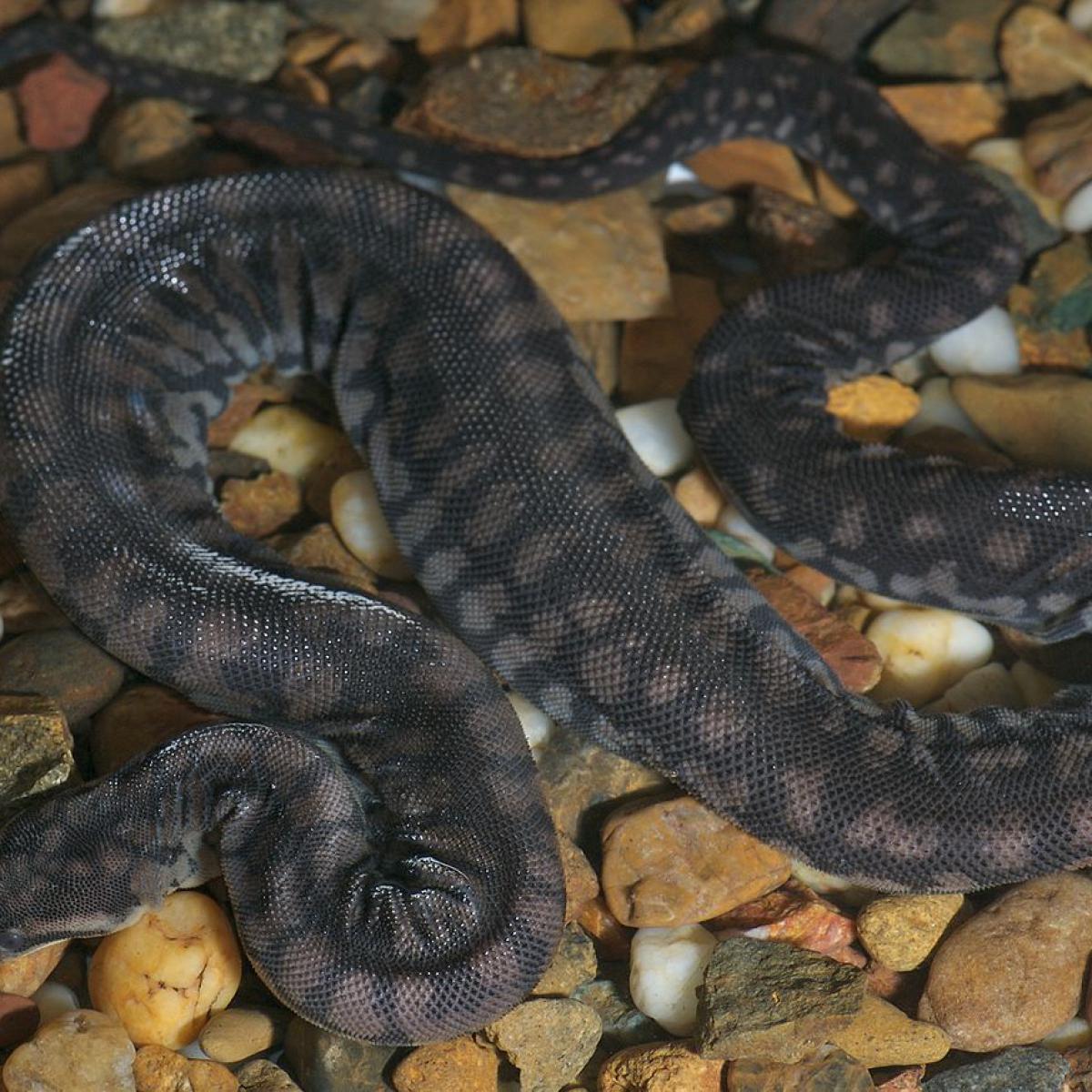 Заползают в поисках тепла  эскулаповы змеи атаковали британские чердаки