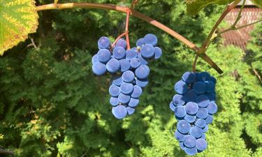 Секреты здорового винограда: предостережения против увядания гроздей