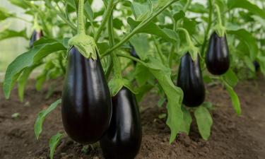 Баклажаны перестанут капризничать: две подкормки, после которых грядки дают рекордный урожай
