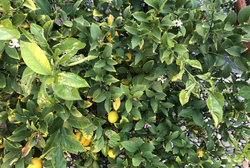 Пожелтевшие листья лимона