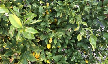 Антиосушающие спреи сохраняют листья цитрусовых зимой — Gardening Know How