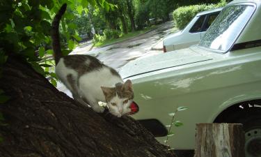 Как защитить кошку от отравления растениями — советы владельцам животных